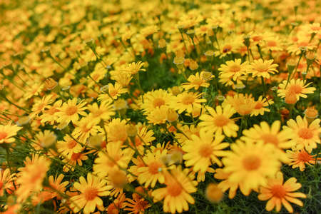 Meadow with group of small yellow daisy flowers, springtime in gardenの写真素材
