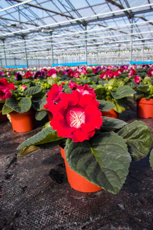 Gloxinia flowering colorful houseplants cultivated as decorative or ornamental flower, growing in greenhouseの写真素材