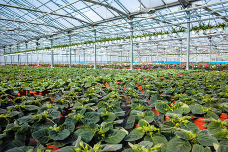 Gloxinia flowering colorful houseplants cultivated as decorative or ornamental flower, growing in...
