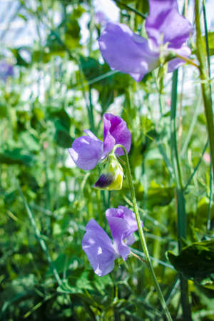 Cuthbertson Blend, Spenser type sweet peas colorful cut flowers cultivated as decorative or...