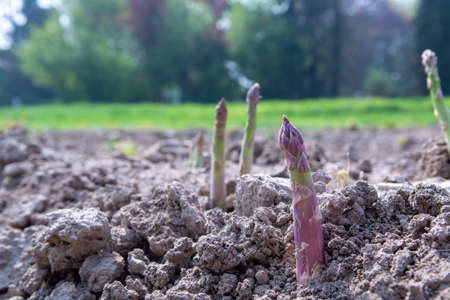 New season of green asparagus, field with growing green asparagus vegetableの写真素材