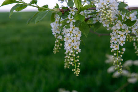 White scented blossom of bird-cherry treeの写真素材