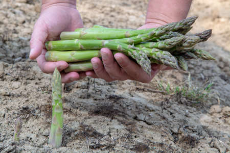 New season of green asparagus, field with growing green asparagus vegetableの写真素材
