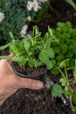 Young sprout sweet peas planted in the ground in the garden
