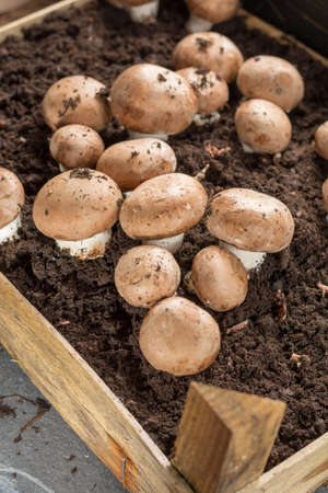 Cultivation of brown champignons mushrooms, grow in underground nature caves in France, ready for...