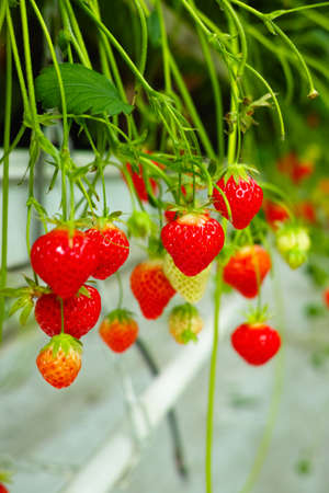 Greenhouse with rows of ripe big red strawberries plants, ready for harvest, sweet tasty organic berryの写真素材