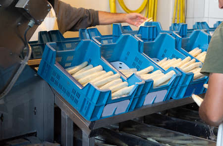 Industrial processing and washing of white asparagus vegetable on agricultural farm, preparation for...