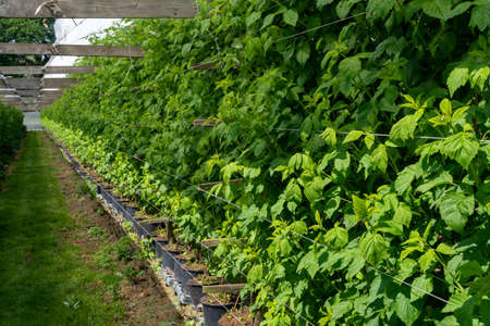 Indoor bio farming in Netherlands, greenhouse with rows of cultivated raspberry plants in spring seasonの写真素材