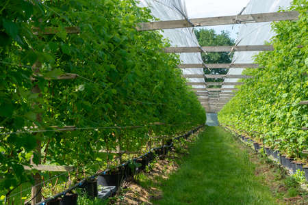 Indoor bio farming in Netherlands, greenhouse with rows of cultivated raspberry plants in spring seasonの写真素材