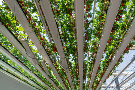 Greenhouse with rows of ripe big red strawberries plants, ready for harvest, sweet tasty organic berryの写真素材