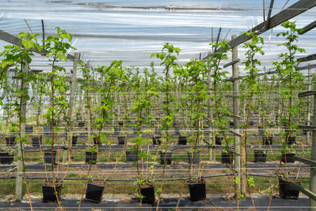 Indoor bio farming in Netherlands, greenhouse with rows of cultivated black currant plants in spring seasonの写真素材