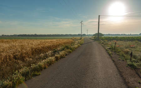 Sunrise over ripe golden wheat fields ready for harvest, South of Italy