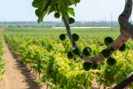 Fig tree on big vineyards with rows of wine grapes plants in great wine region of South Italy Apuliaの写真素材