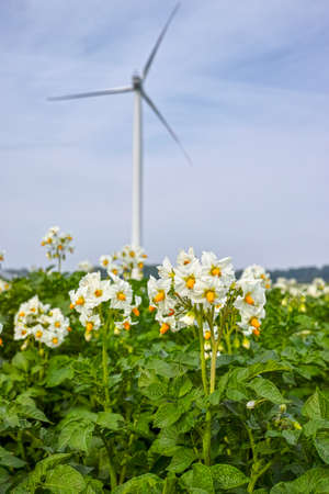 Blossoming of potato fields, potatoes plants with white flowers growing on farmers fielsの写真素材