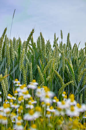 Bio farming, unripe green wheat plants growing on fieldの写真素材