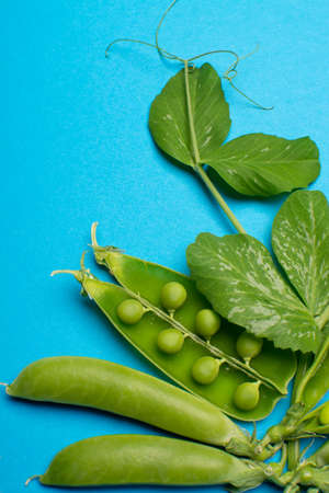 Fresh green ripe sugar snaps, sweet peas copy space close up on blue background, flat lay food conceptの写真素材