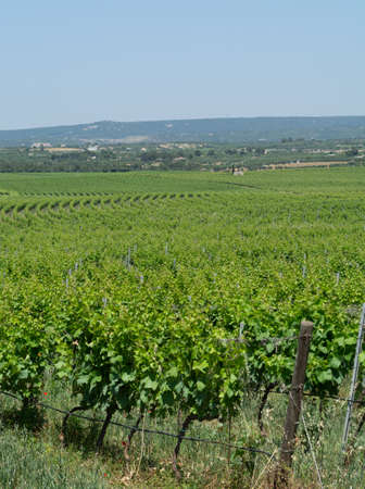 Big vineyards with rows of wine grapes plants in great wine region of South Italy Apuliaの写真素材
