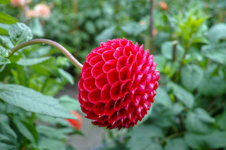 Pink rose dahlia flower on the plant, Beautiful bouquet or decoration from the gardenの写真素材