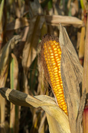Ripe yellow organic corn ear ready to harvest, corn fieldsの写真素材