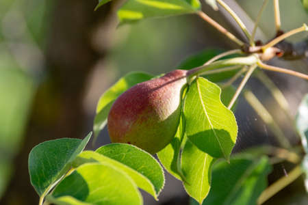 Pear tree orchard with ripenng pears fruits iin sunlights,  Apulia, Italyの写真素材