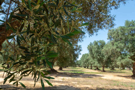Very old olive trees in Apulia, Italy, famous center of extra virgine olive oil productionの写真素材