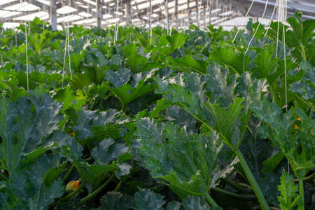Zucchini organic plants growing in greenhouse, fertilized with bio compost