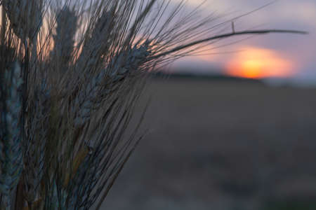 Sunset over ripe golden wheat fields ready for harvest, South of Italy