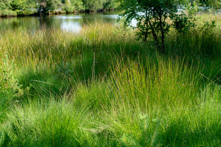Kempen forest in Brabant, Netherlands, healthy walking in sunny day in pine forest with green grass
