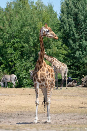 Giraffe animal in safari park close upの写真素材