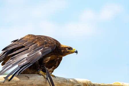Golden eagle, Aquila chrysaetos, one of the best-knownÂ large birds of preyÂ in theÂ Northern...