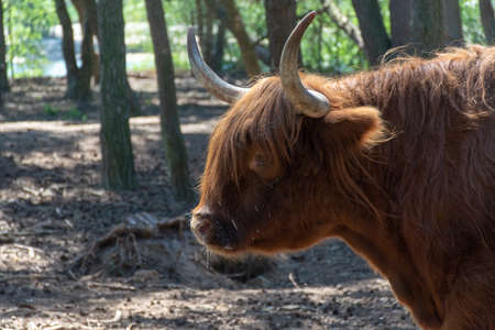Big scottish brown hairy yak cattle close upの写真素材