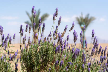 Blossom of purple aromatic lavender plant in gardenの写真素材