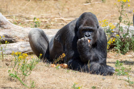 Big black hairy male gorilla monkey sit on grass and eat food with handsの写真素材