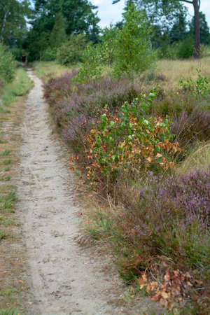 Large green forest in the Netherlands and Belgium, Kempen pine forest and fields full of flowering heather, place for walking and cyclingの写真素材
