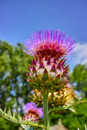 Edible head of artichoke plant in blossom close upの写真素材