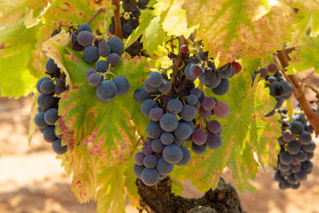French red and rose wine grapes plant, growing on ochre mineral soil, new harvest of wine grape in...
