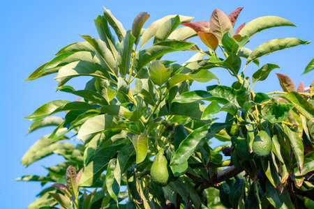 Seasonal harvest of green orgaic avocado, tropical green avocadoes riping on big tree close up