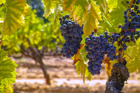 French red and rose wine grapes plant, growing on ochre mineral soil, new harvest of wine grape in...
