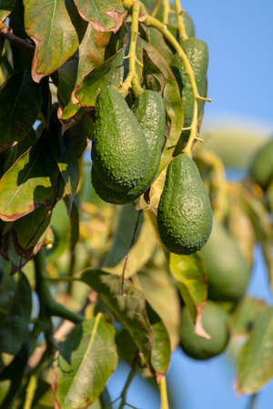 Seasonal harvest of green orgaic avocado, tropical green avocadoes riping on big tree close up
