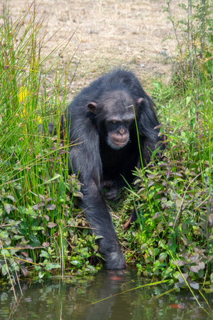 Black chimpanzees monkey leaving in safari park close upのeditorial素材