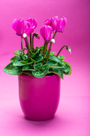 One small pink cyclamen plant with flowers in pink pot on trendy pink background close up copy space, minimal colors conceptの写真素材