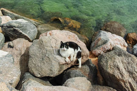 Cats of Eilat, Israel. Many cats leave on streets and beaches of Eilat, they protect the city from rats and snakesの写真素材