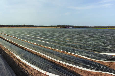 New season on white asparagus fields in Germany, Netherlands covered with plastic film in lines. Growing of white asparagus vegetableの写真素材