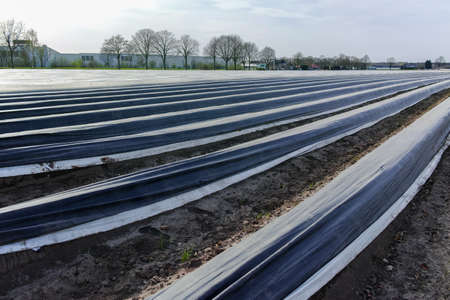 New season on white asparagus fields in Germany, Netherlands covered with plastic film in lines....