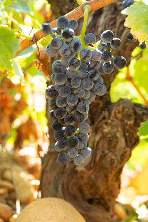 High quality French wine production, red wine ripe grapes plants growing in  Chateauneuf de Papes,...