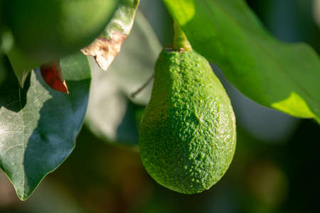 Seasonal harvest of green orgaic avocado, tropical green avocadoes riping on big tree close up