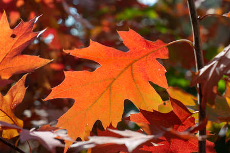 Colorful leaves of oak trees in autumn, season of golden, orange and yellow colors in nature, close...