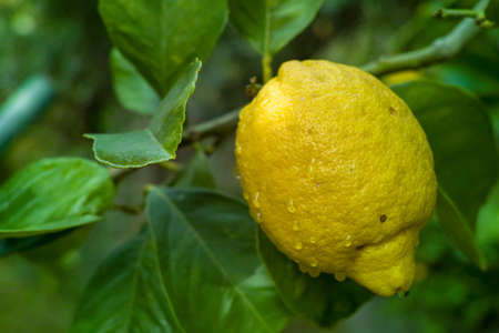 Ripe yellow big  lemon citrus fruit hanging on lemon tree close upの写真素材