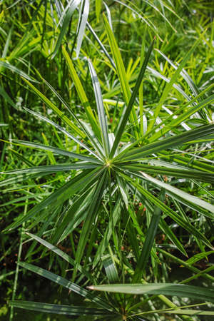 Ancient flora, green papyrus plant growing in waterの写真素材