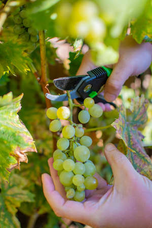 New harvest of white wine grape riesling close upの写真素材
